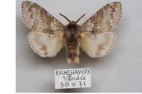 Calliteara pudibunda