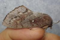 Dendrolimus pini