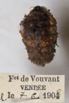 Orgyia recens