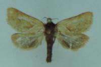 Triodia sylvina