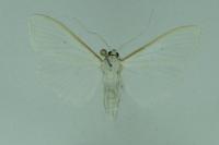Palpita vitrealis