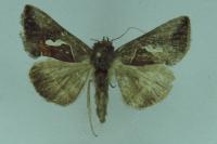 Macdunnoughia confusa