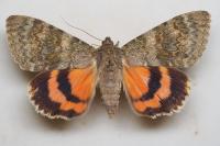 Catocala elocata