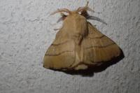 Malacosoma neustria