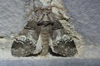 Drymonia querna