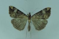 Hypena obsitalis