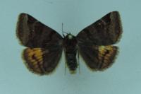 Euclidia glyphica