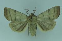 Charanyca trigrammica