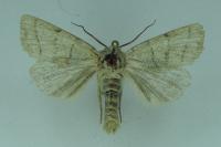 Charanyca trigrammica