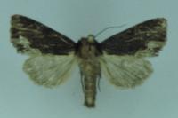 Dypterygia scabriuscula