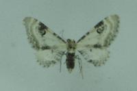 Eupithecia centaureata