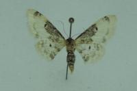 Idaea filicata