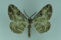 Peribatodes rhomboidaria