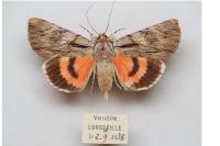 Catocala optata