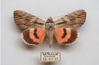 Catocala optata