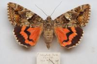 Catocala sponsa