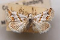 Eublemma candidana