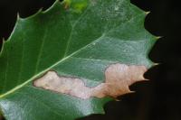 Stigmella suberivora