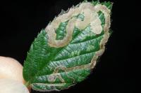 Stigmella aurella