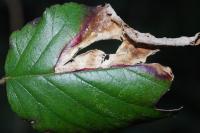 Coptotriche marginea