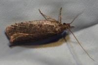 Agonopterix ciliella/heracliana