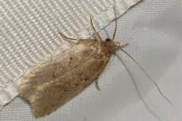 Agonopterix ciliella/heracliana