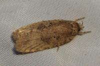 Agonopterix ciliella/heracliana