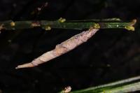 Coleophora calycotomella