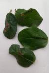 Phyllonorycter lantanella