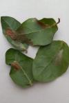 Phyllonorycter lantanella