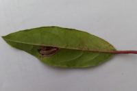 Phyllonorycter lantanella