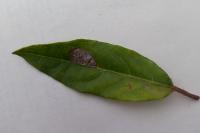 Phyllonorycter lantanella