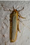 Manulea complana