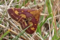 Pyrausta purpuralis