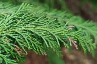 Argyresthia trifasciata