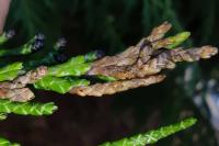 Argyresthia trifasciata