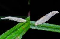 Coleophora calycotomella