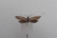 Aplota palpella