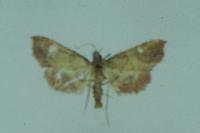 Endotricha flammealis