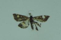 Pyrausta aurata