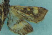 Pyrausta aurata