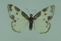 Lomaspilis marginata