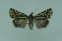 Emmelia trabealis