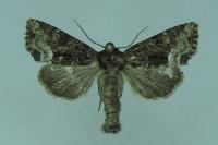 Oligia latruncula/strigilis/versicolor