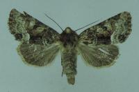 Oligia latruncula/strigilis/versicolor