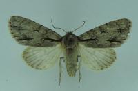 Acronicta psi/tridens