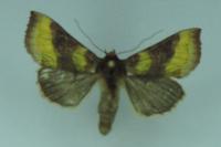 Diachrysia chrysitis