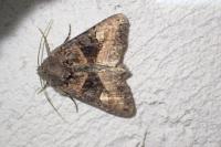 Euplexia lucipara