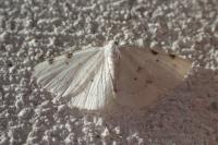 Lomographa bimaculata
