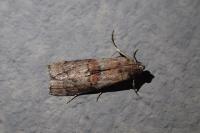 Phycita roborella